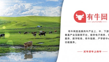 牛价播报 ▌最新活牛价格行情