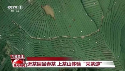 CCTV-1晚间新闻聚焦：名山区茶文旅融合发展新风貌