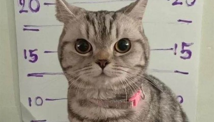 泰国猫咪连环袭警被捕 超萌入狱照走红