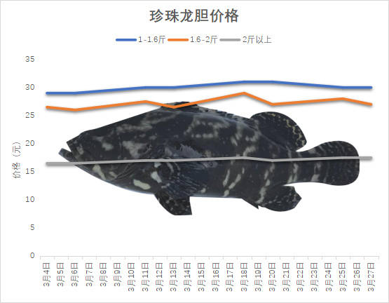 海南石斑鱼2025年3月份塘头价格行情播报｜珍珠斑东星斑今日行情