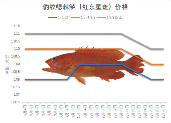 海南石斑鱼2025年3月份塘头价格行情播报｜珍珠斑东星斑今日行情