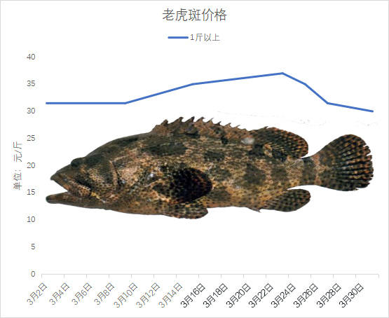 海南石斑鱼2025年3月份塘头价格行情播报｜珍珠斑东星斑今日行情