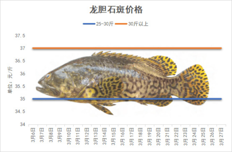 海南石斑鱼2025年3月份塘头价格行情播报｜珍珠斑东星斑今日行情