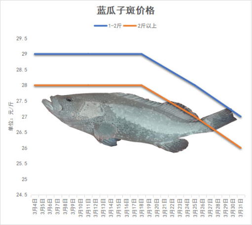 海南石斑鱼2025年3月份塘头价格行情播报｜珍珠斑东星斑今日行情