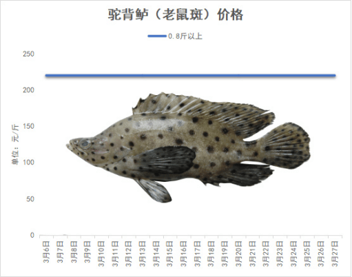 海南石斑鱼2025年3月份塘头价格行情播报｜珍珠斑东星斑今日行情
