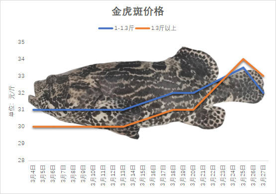 海南石斑鱼2025年3月份塘头价格行情播报｜珍珠斑东星斑今日行情