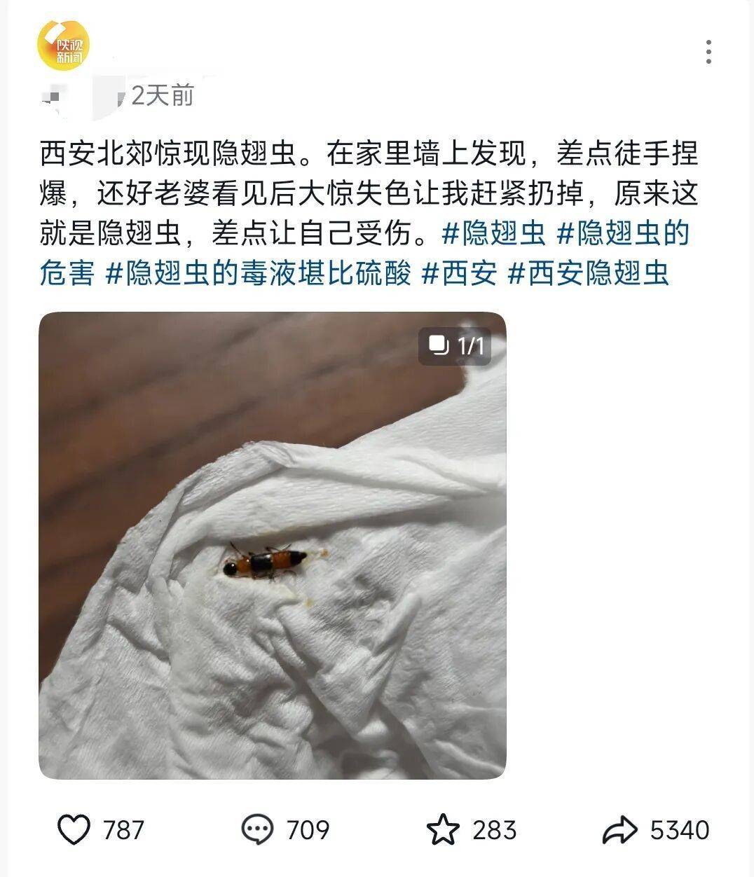 西安多区发现隐翅虫？千万别拍！毒液堪比硫酸