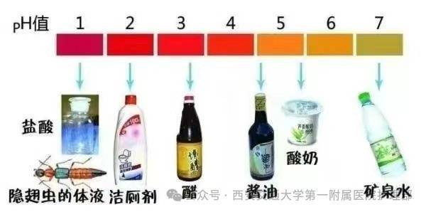 西安多区发现隐翅虫？千万别拍！毒液堪比硫酸