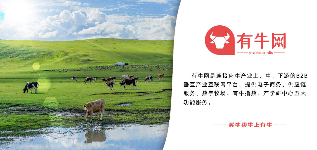 牛价播报 ▌最新活牛价格行情
