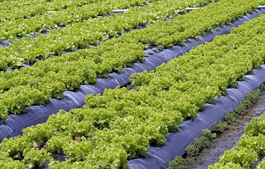 预制菜遭全网嫌弃，日本平价西餐萨利亚，预制菜遭全网嫌弃，中国市场狂赚 33 亿